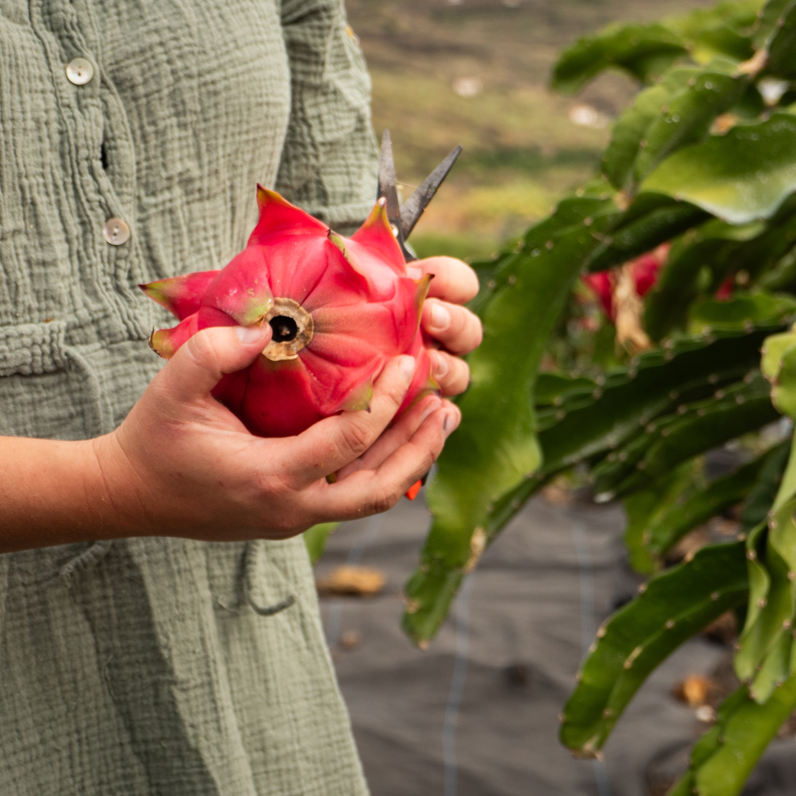 Proč naše ovoce chutná jinak