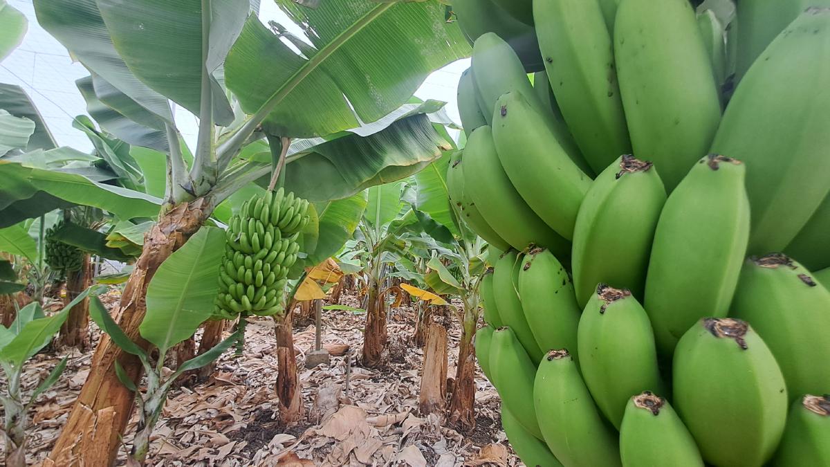 Banán skrývá příběh, který není sladký