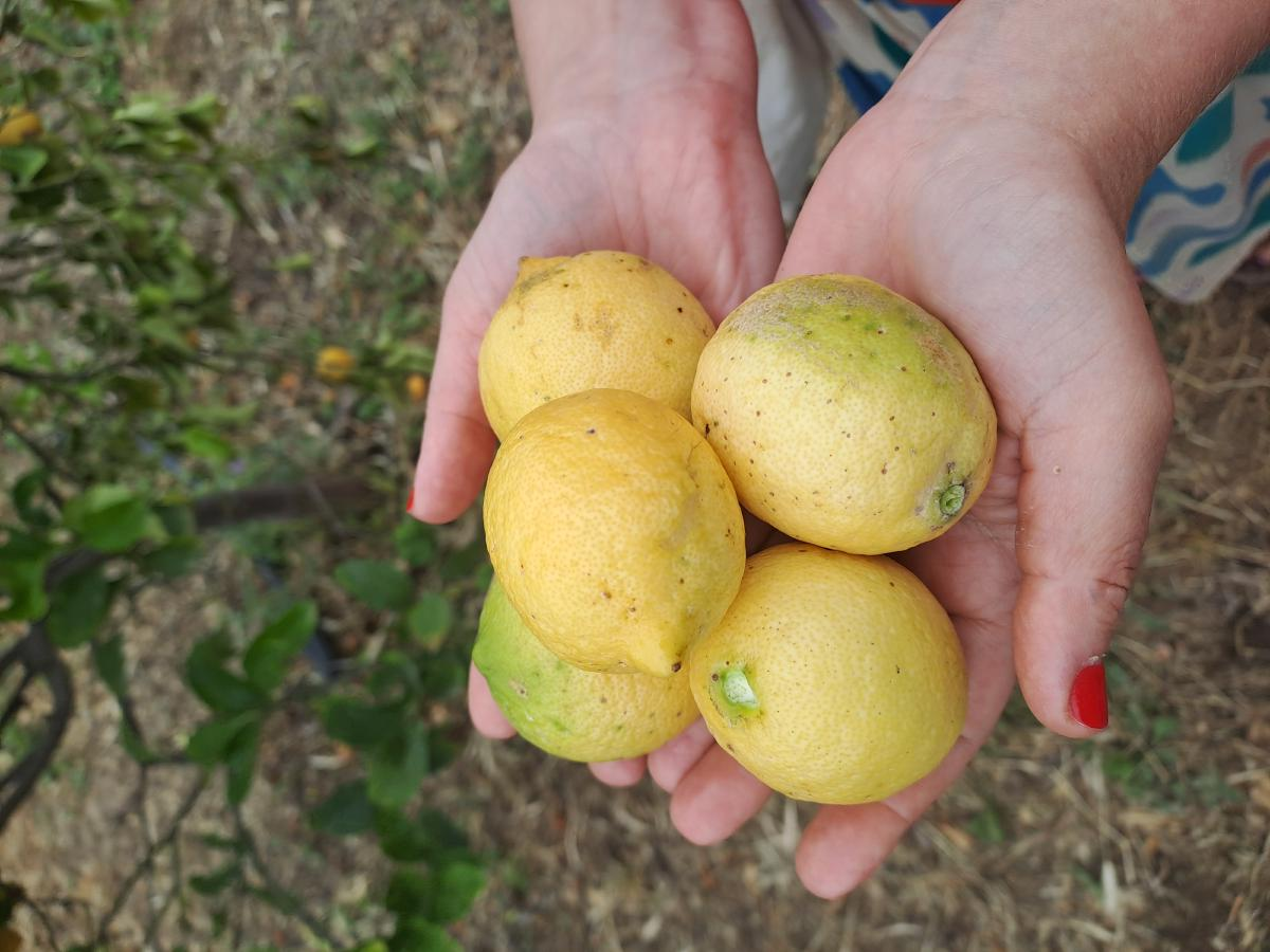 Citronová a pomerančová esence řeckého slunce