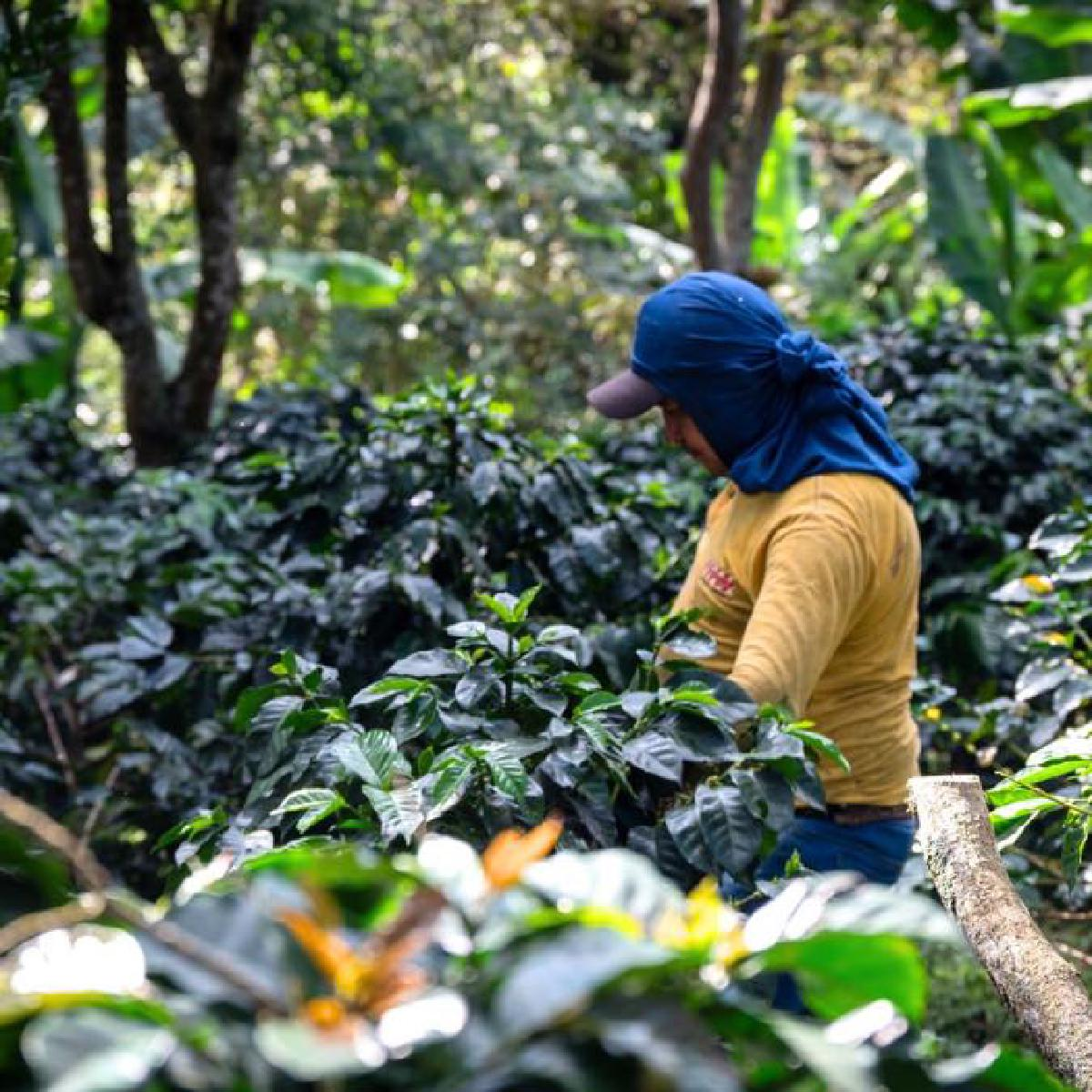 Káva ve stínu stromů: Proč je ekologicka káva lepší pro ptačí populaci i pro planetu?