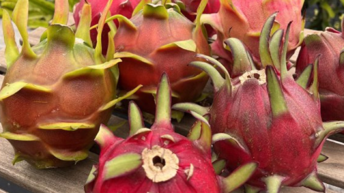 Začalo to levnou letenkou a zarostlou zahradou